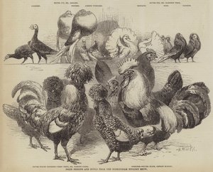 Prémio pombos e galinhas do Birmingham Poultry Show