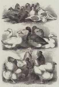 Prêmio Pombos e Aves no Bingley Hall, Birmingham de Harrison William Weir