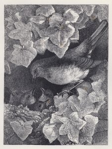 Robin Palestrado por Seu Pai (gravura) de Harrison William Weir