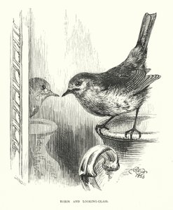 Robin e espelho (gravura) de Harrison William Weir