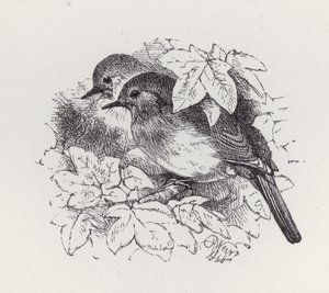 Robins (gravura) de Harrison William Weir