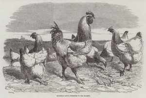 Aves de Shanghae apresentadas a Sua Majestade