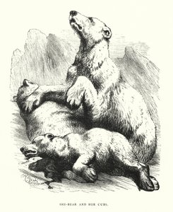 Ela-urso e seus filhotes (gravura) de Harrison William Weir