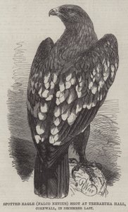 Águia manchada, (Falco, Nevius), tiro, em, Trebartha, corredor, cornwall, em, dezembro passado de Harrison William Weir