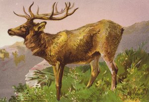 Veado assustado (litografia a cores) de Harrison William Weir