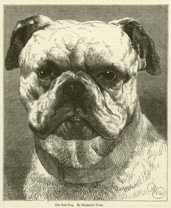 O cão-Bull