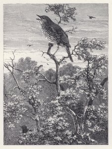 O Concerto das Aves (gravura) de Harrison William Weir