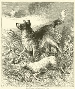 O cão criminoso de Harrison William Weir