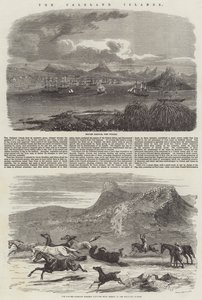 Ilhas Falkland