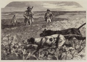 O Primeiro de Setembro, Partridge-Shooting (gravura) de Harrison William Weir