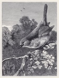 O Robin a Observar os Rapazes com o Ninho (gravação) de Harrison William Weir