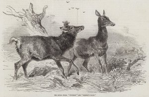 The Royal Stags, Woodman e Glória do Fazendeiro