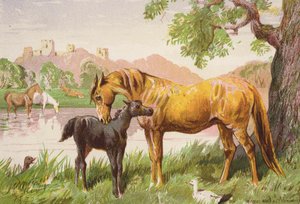 O castelo em ruínas (litografia a cores) de Harrison William Weir