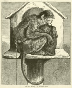 O macaco doente