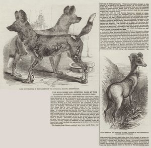 A ovelha selvagem e cães de caça nos jardins da Sociedade Zoológica, Regent&39;s-Park de Harrison William Weir