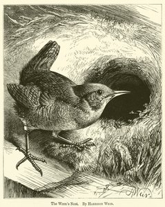 O ninho de Wrens