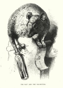 O rato e a garrafa de óleo (gravura) de Harrison William Weir