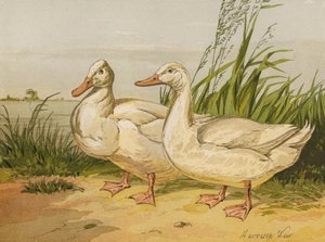 Patos Aylesbury brancos (chromolitho) de Harrison William Weir