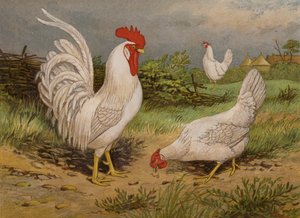 Leghorns brancos (chromolitho) de Harrison William Weir