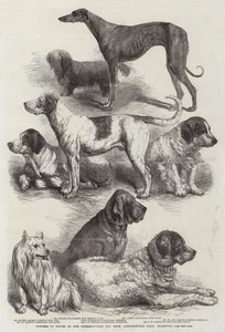 Vencedores de prêmios no International Dog Show, Salão Agrícola, Islington