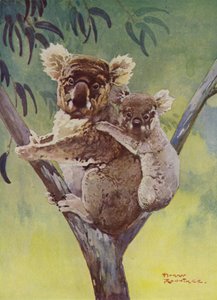 Koala bear abd joey numa árvore de eucalipto, Austrália (cor litho)