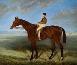 Salpinctes-a Race Horse, c.1814-82 (óleo sobre tela) de Harry (after) Hall