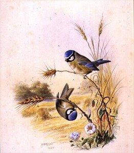 Blue Tits em espiga de milho
