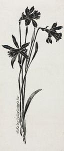 Narcisos.