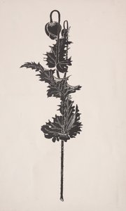 Estudo de flores. de Harry Fenn
