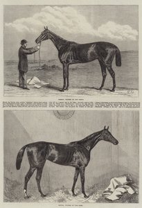 Cavalo de corrida