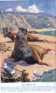 O selo de elefante, ilustração de &39;Maravilhas da terra e do mar&39;, publicado por Cassell, Londres, 1914 de Harry Hamilton Johnston