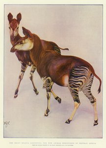 O ocapi (Ocapia Johnstoni), o novo animal descoberto na África Central