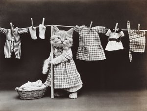 Série Kitties: Secagem de roupa, c.1914 (impressão em prata)