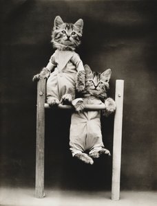 Série "Kitties": Excercising, c.1914 (impressão em prata)