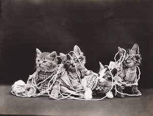 Série Kitties: Tangled in Yarn, c.1914 (impressão em prata)