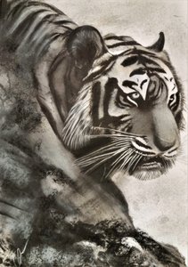 Tigres à espreita