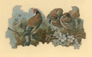 Aves