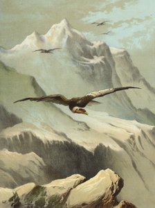 Condor (cromolito)