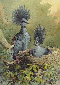 Pombo coroado (cromolitho)