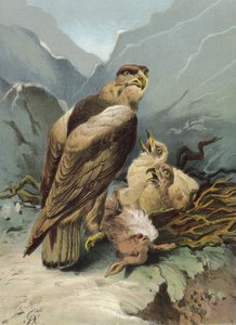 Águia e seus filhotes (cromolitros)