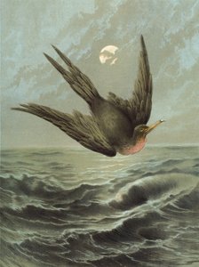 Fragata pássaro (chromolitho)