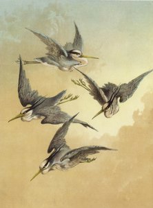 Heron (cromolitho)