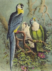Papagaios (cromolitho)