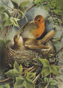Robin e seu ninho (chromolitho) de Hector Giacomelli