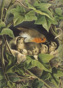 Robin, alimentando os jovens (cromolitho) de Hector Giacomelli