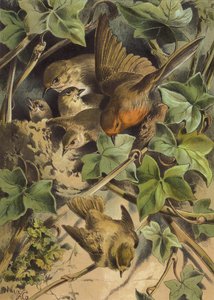 Robin, deixando o ninho (chromolitho)