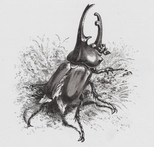 O Insecto: Escaravelho (gravação)