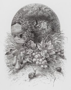 O Insecto: Caracóis (gravura) de Hector Giacomelli