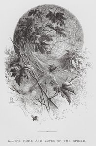 O Inseto: A Casa e os Amores da Aranha (gravura) de Hector Giacomelli