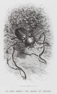 O Inseto: O Inseto, o Agente da Natureza (gravação) de Hector Giacomelli